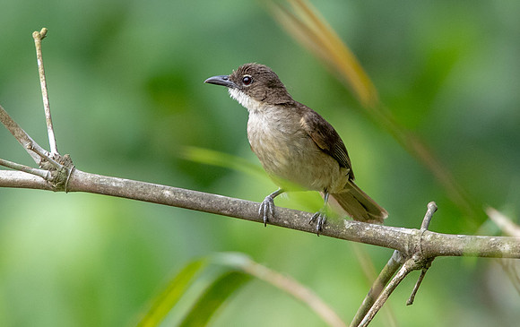Simple greenbul (Chlorocichla simplex)