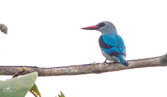 Woodland kingfisher (Halcyon senegalensis
