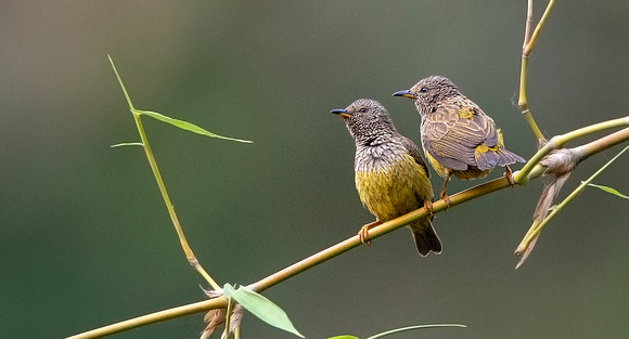 Tit hylia (Pholidornis rushiae)