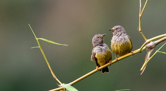 Tit hylia (Pholidornis rushiae)