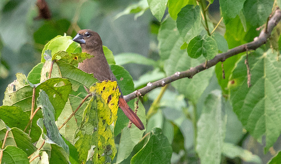 Black-bellied seedcrackers (Pyrenestes ostrinus)  Female