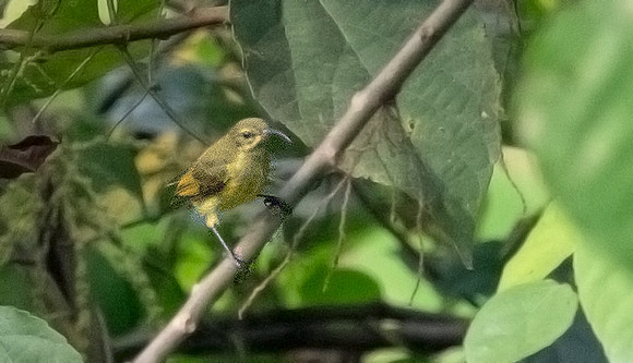 Copper sunbird (Cinnyris cupreus)