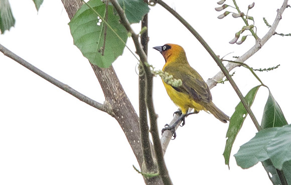 Black-necked weaver (Ploceus nigricollis) Female