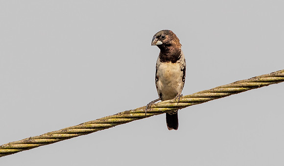 Bronze mannikin (Lonchura cucullata)
