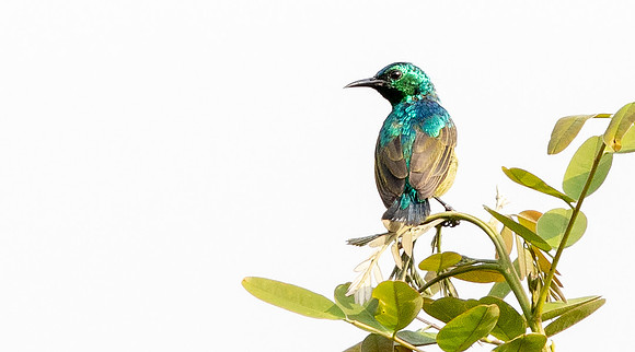 Collared sunbird, (Hedydipna collaris)