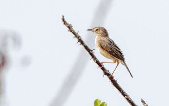 Tawny-flanked prinia (Prinia subflava)