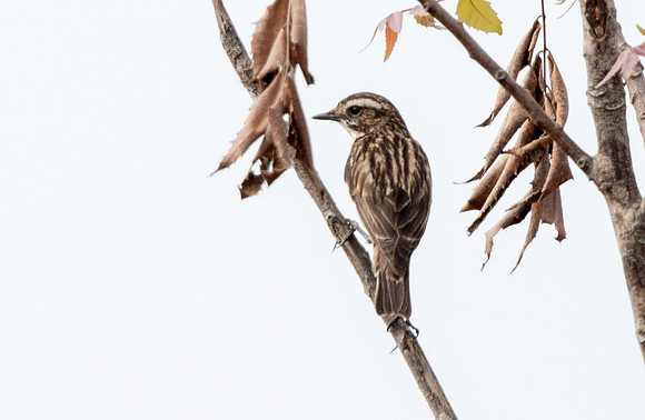 Whinchat (Saxicola rubetra)