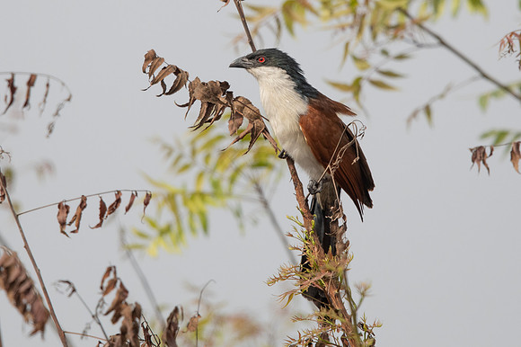 Senegal coucal (Centropus senegalensis)