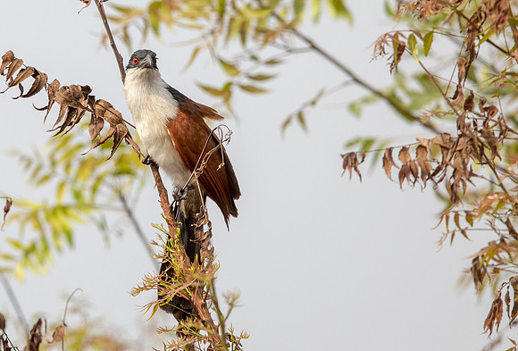 Senegal coucal (Centropus senegalensis)