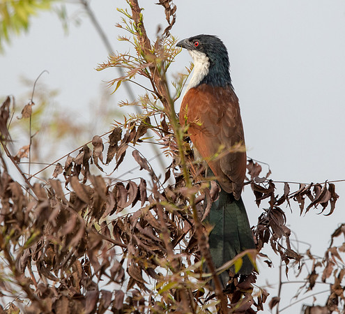 Senegal coucal (Centropus senegalensis)