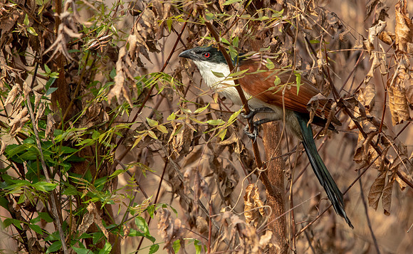 Senegal coucal (Centropus senegalensis)