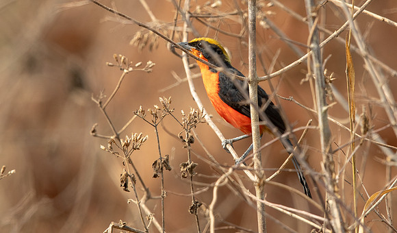 Yellow-crowned gonolek (Laniarius barbarus)
