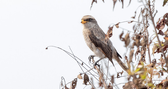 Yellow-billed shrike (Corvinella corvina)