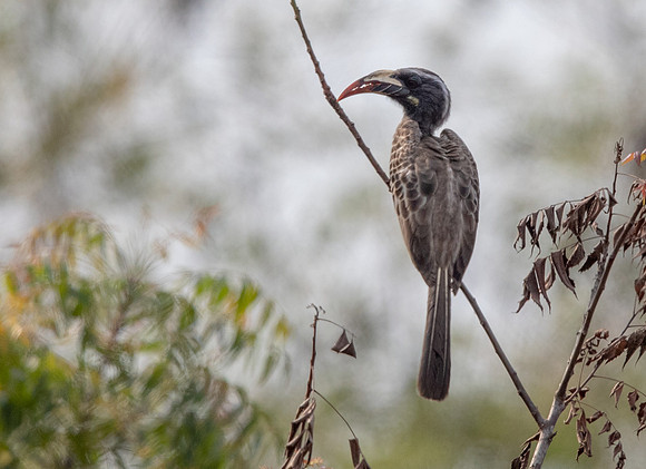 African grey hornbill (Lophoceros nasutus)
