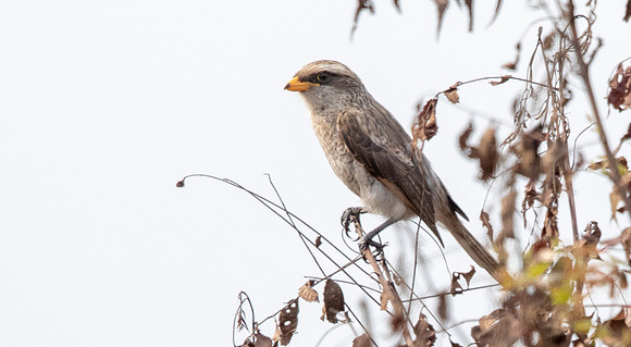 Yellow-billed shrike (Corvinella corvina)