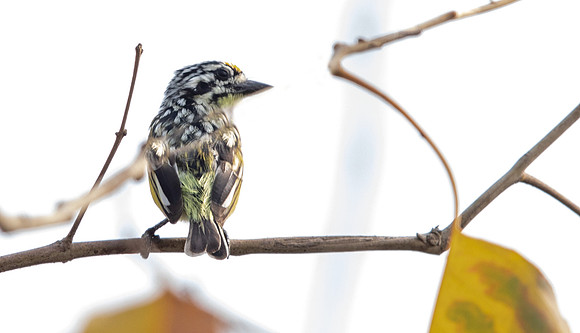 Yellow-fronted tinkerbird (Pogoniulus chrysoconus)