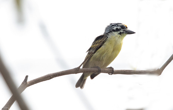 Yellow-fronted tinkerbird (Pogoniulus chrysoconus)