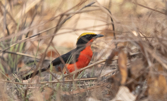 Yellow-crowned gonolek (Laniarius barbarus)