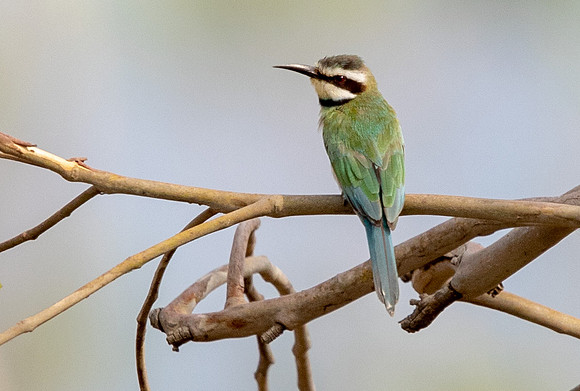 White-throated bee-eater (Merops albicollis)