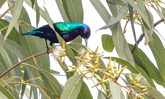 Splendid sunbird (Cinnyris coccinigastrus)