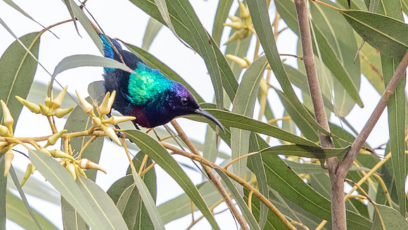 Splendid sunbird (Cinnyris coccinigastrus)
