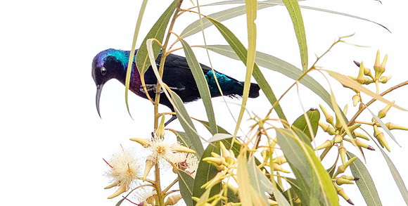 Splendid sunbird (Cinnyris coccinigastrus)