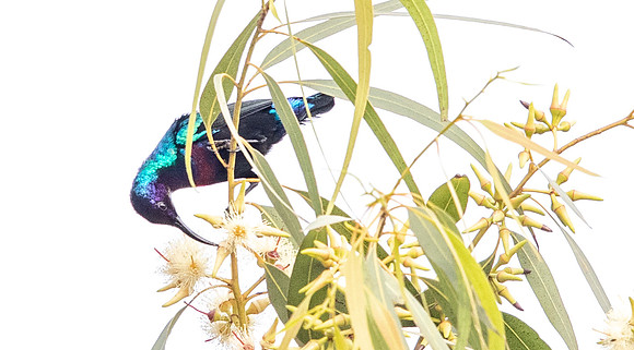 Splendid sunbird (Cinnyris coccinigastrus)