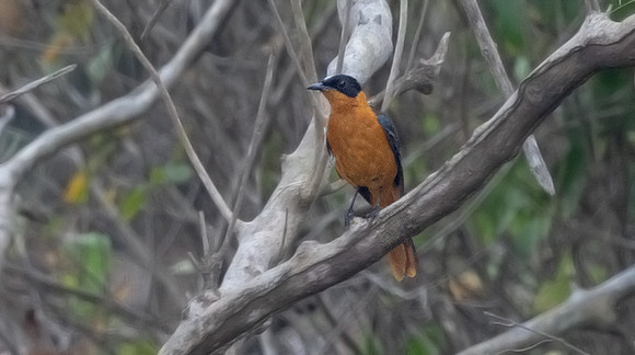 Snowy-crowned robin-chat (Cossypha niveicapilla)