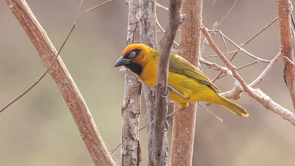 Black-necked weaver (Ploceus nigricollis)