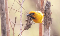 Black-necked weaver (Ploceus nigricollis)