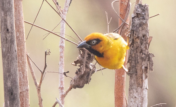 Black-necked weaver (Ploceus nigricollis)