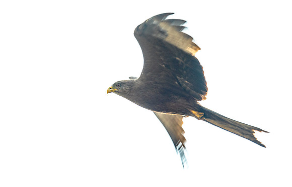 Yellow-billed kite (Milvus aegyptius)