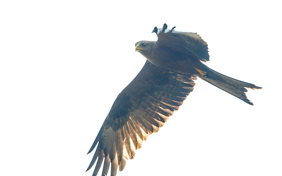 Yellow-billed kite (Milvus aegyptius)