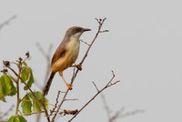 Red-winged warbler (Prinia erythroptera)
