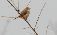 Short-winged cisticola (Cisticola brachypterus)