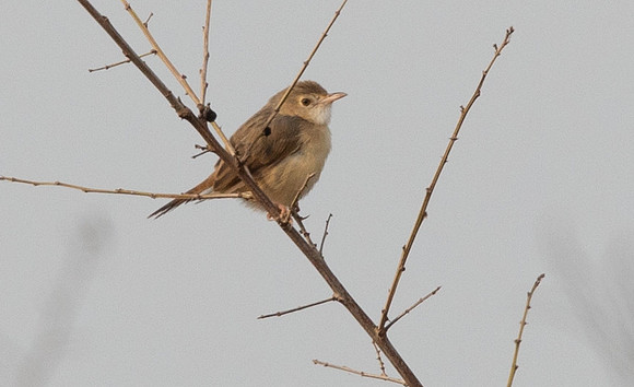 Short-winged cisticola (Cisticola brachypterus)