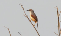 Red-winged warbler (Prinia erythroptera)