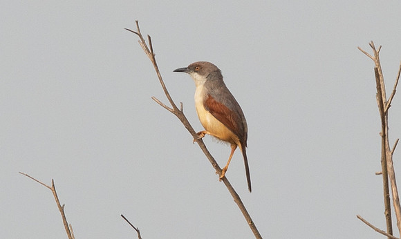 Red-winged warbler (Prinia erythroptera)
