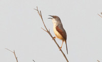 Red-winged warbler (Prinia erythroptera)