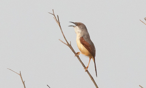 Red-winged warbler (Prinia erythroptera)