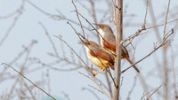 Red-winged warbler (Prinia erythroptera)