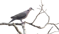 Red-eyed dove (Streptopelia semitorquata)