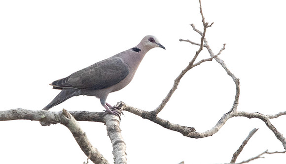 Red-eyed dove (Streptopelia semitorquata)