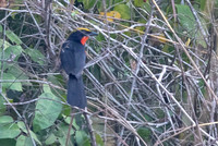 Yellow-crowned gonolek (Laniarius barbarus)