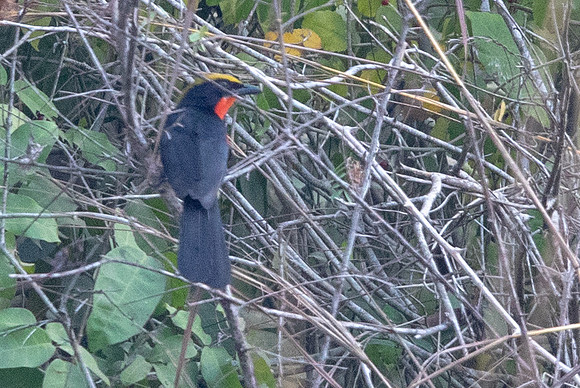 Yellow-crowned gonolek (Laniarius barbarus)