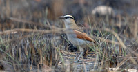 Black-crowned tchagra (Tchagra senegalus)