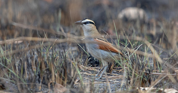 Black-crowned tchagra (Tchagra senegalus)