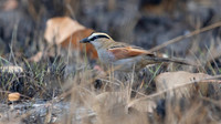 Black-crowned tchagra (Tchagra senegalus)