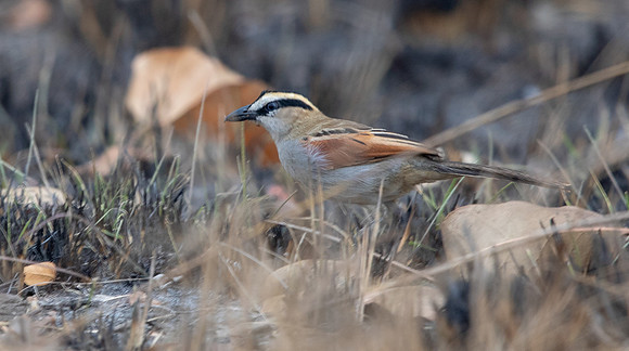 Black-crowned tchagra (Tchagra senegalus)