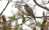 White-throated bee-eater (Merops albicollis)